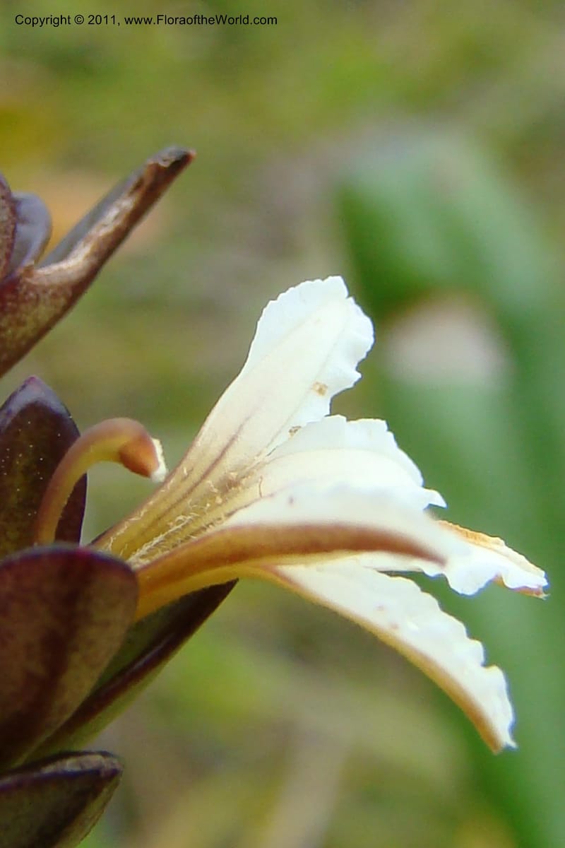 Scaevola beckii, M. Callmander 793--New Caledonia. Mont Dore. 20 Jan 2010. 001 (74).jpg