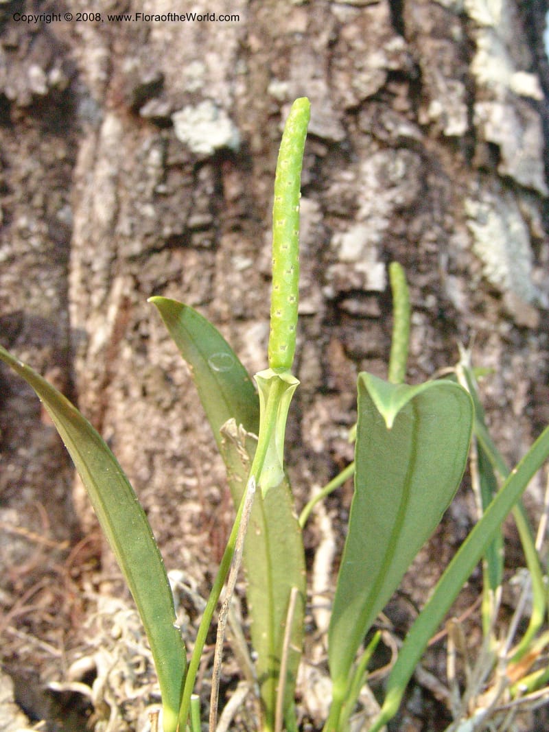 Anthurium beckii, AAraujoM2985--Bolivia. N of Apolo. Rio Machariapu. 18 Sep 06. 445.jpg