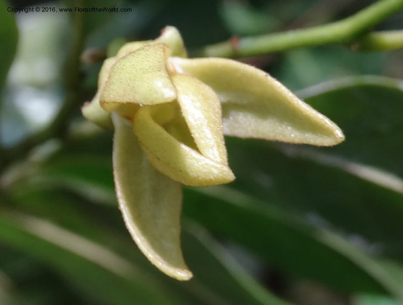 Artabotrys, Davidson, C 12924--Sabah. Kinabalu Nat. Park. Bundu Tuhan View Trail. 28 Mar 2015. DSC00951 (225).JPG
