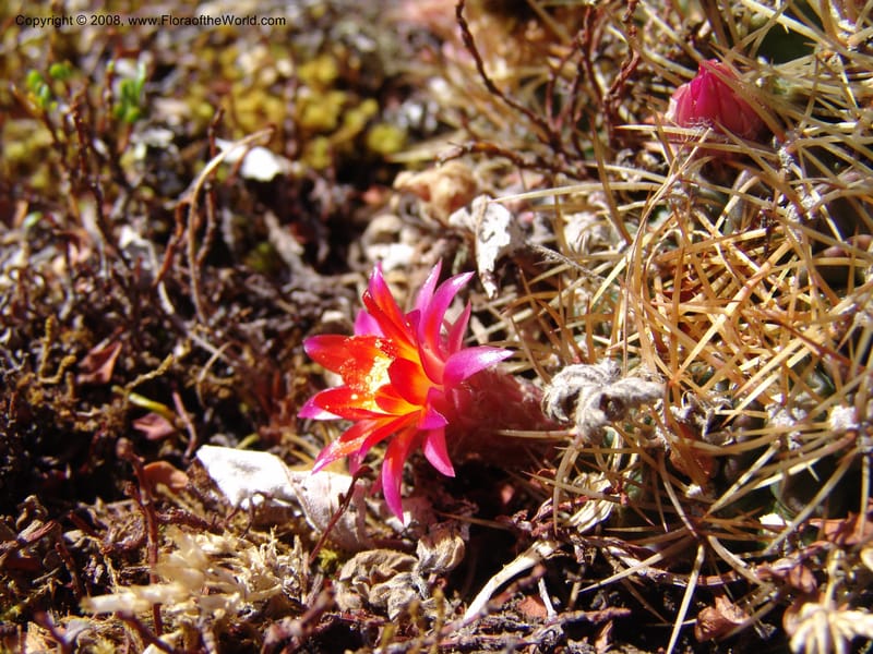 Echinopsis maximiliana, AAraujoM3008--Bolivia.  Prov.B.Saavedra. Charazani to La Paz. 20 Sep 06. 049.jpg