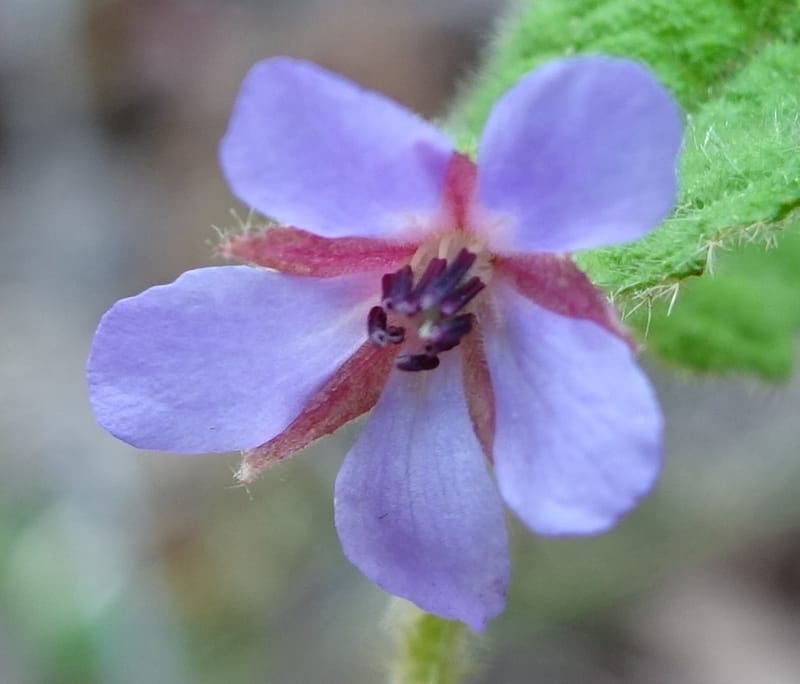 Tremandra stelligera, Davidson, C 13511--Australia. W.A. Valley of the Giants Rd. 29 Oct 2016. DSC06689 (87).JPG