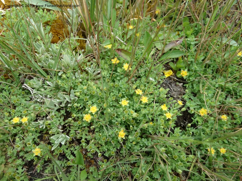 Hypericum anagalloides, Davidson, C 12613--ID. Valley Co. Squaw Meadows. 21 Jul 2014. DSC01008 (14).JPG
