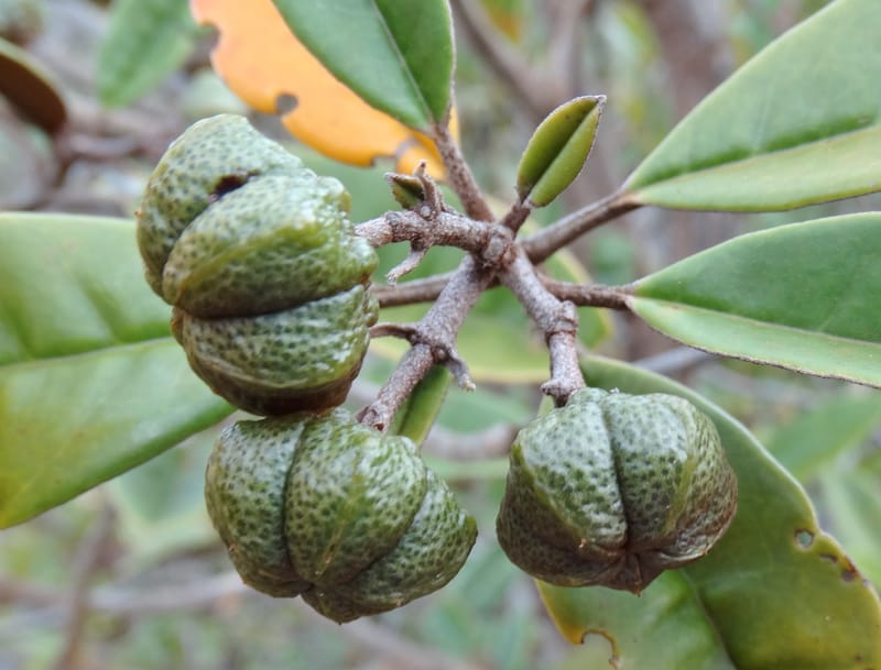 Myrtopsis, Lowry, P 7378--New Caledonia. Mont Dzumac. 12 Nov 2015. DSC01563 (610).JPG