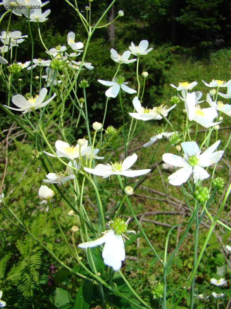Ranunculus aconitifolius, CDavidson11256--Slovenia. Gorenska Reg. Velika Planina. 6 Jul 08. 169.jpg
