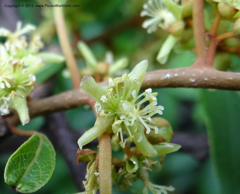 Actinidia lanceolata, Davidson, C 1205287--China. Zhejiang Prov. Shunxi Village. 28 May 2012. DSC00348 (101).JPG