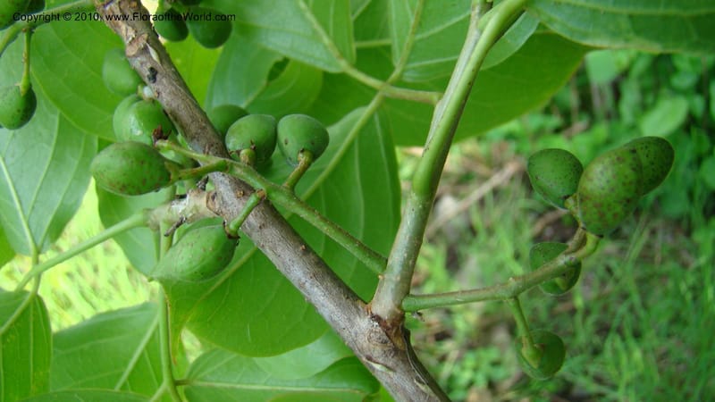 Bursera simaruba,WDS#27302,Nicaragua,Matagalpa,Curva la Kukamonga,17June2008 278.jpg