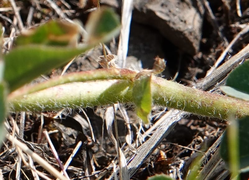 Trifolium macrocephalum, C. Davidson 13789--Oregon. Wallowa Co. Upper Camp Creek Canyon. 5 Jun 2018. DSC05225 (14).JPG