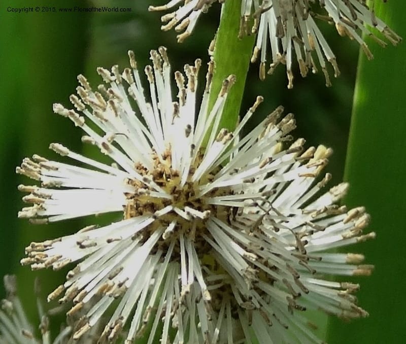 Sparganium neglectum, Davidson, C 12476--Georgia. Small town. 9 Jun 2014. DSC08167 (16).JPG