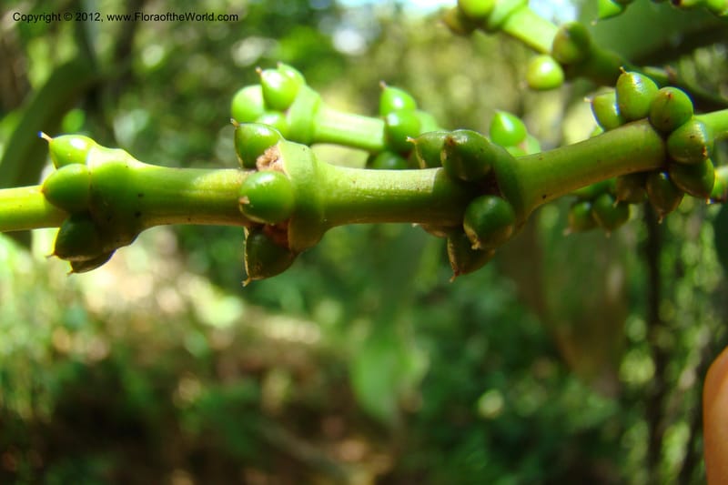 Gnetum, Regalado 1754--Viet Nam. Thua Thien Hue Prov. Phu Loc Distr. Bach Ma. 13 Apr 09. 446.jpg