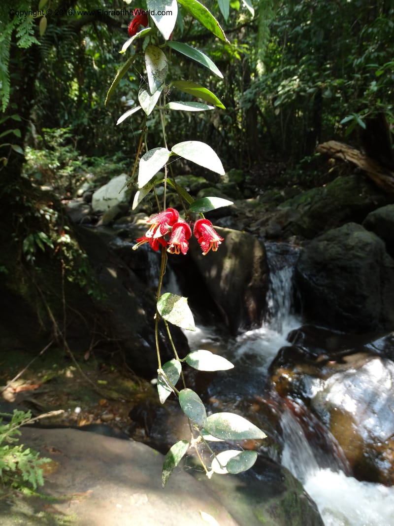 Aeschynanthus, Davidson, C 12673--Sabah. Danum Valley. 4 Oct 2014. DSC01741 (179).JPG