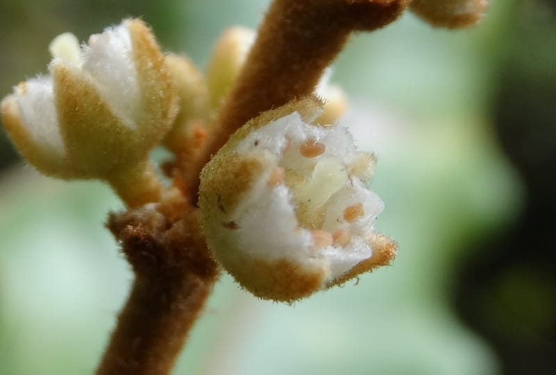Storthocalyx sordidus, Callmander, M 1230--New Caledonia. Haute Robinson. 11 Nov. 2015. DSC00909 (77).JPG