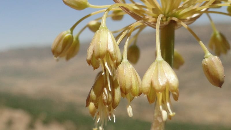 Allium chloranthum, A. G. Miller 132.3--Iraq. Kurdistan. Shakh-i Pira Magun. Gueza Khan. 11 June 2010. 114 (4).jpg