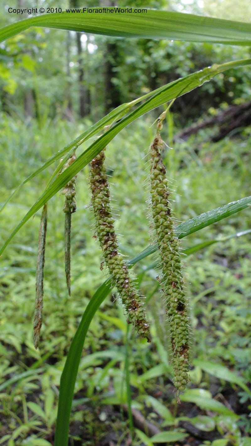 Carex, Mori 27442--North Carolina. Wake Co. Falls Lake. 25 May 2010. 078 (34).jpg