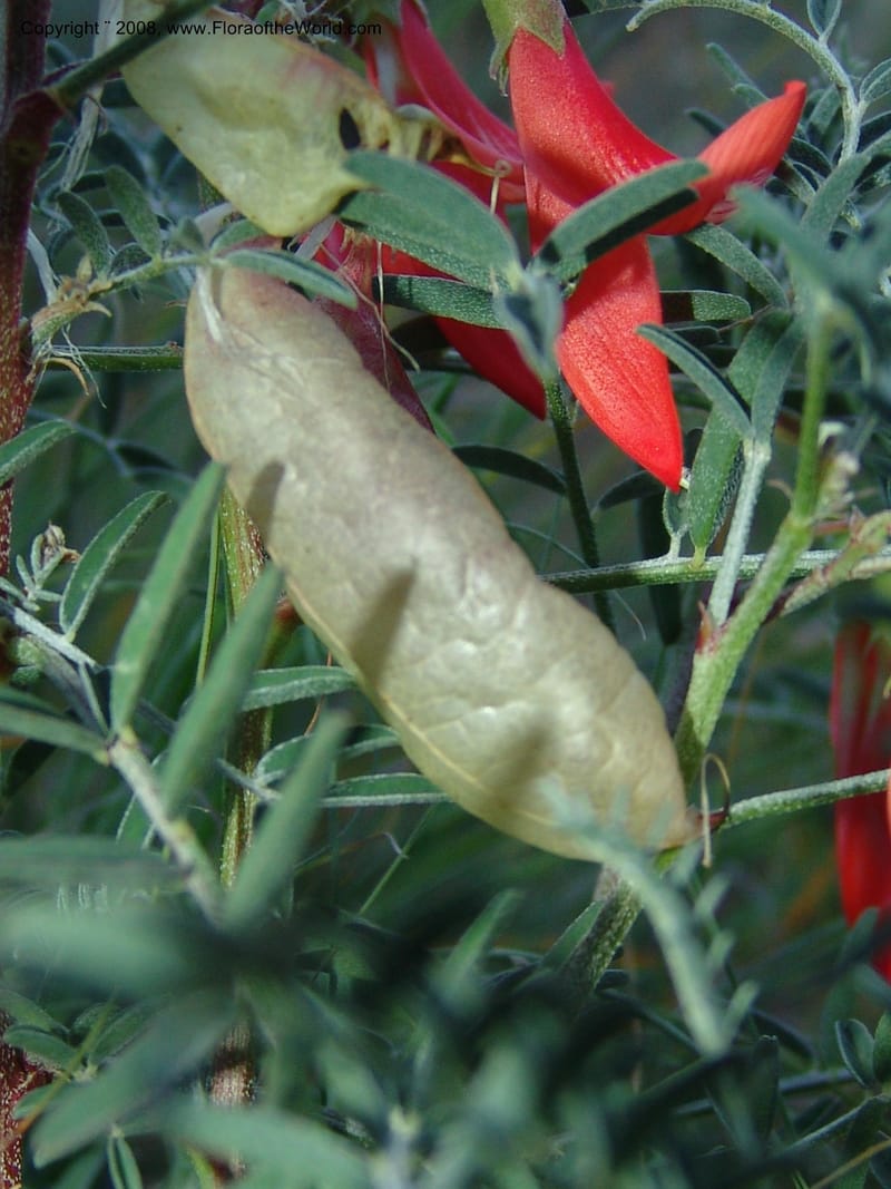 Sutherlandia montana--So.Africa. E. Cape. Joubert's Pass, SE of Lady Gray. 9 Mch 05. 302.jpg