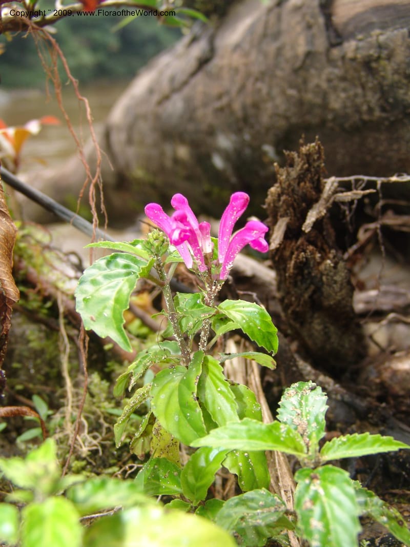 Scutellaria, DNeill15710--Ecuador. Prov. Zamora Ch. Rio Nangaritza ca Las Orquideas. 15 Sep 07. 047.jpg