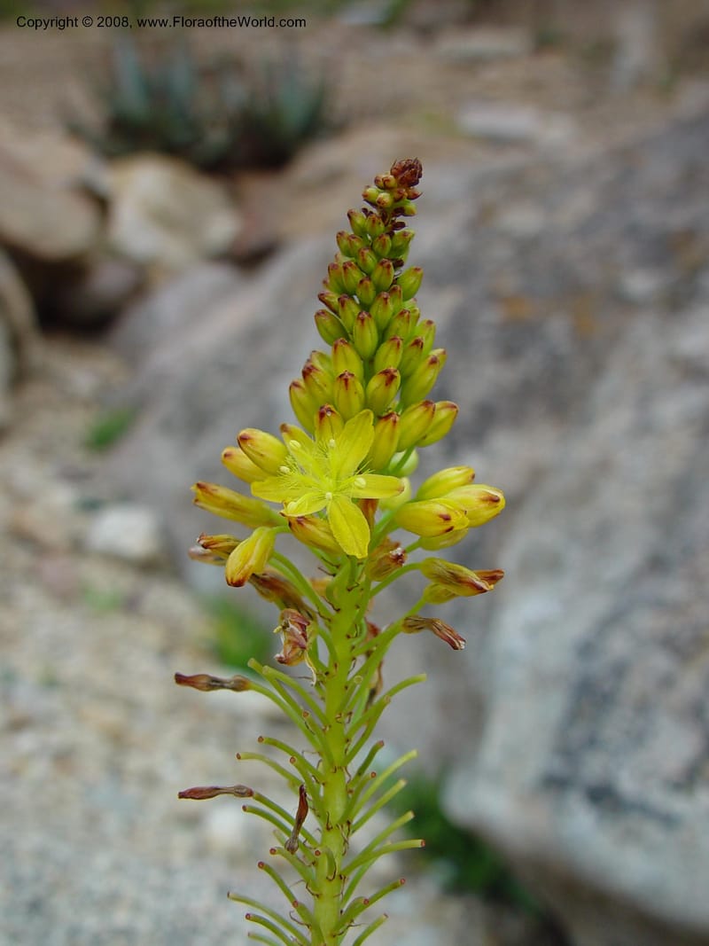 Bulbine latifolia. 58.1004--CA. UC Berkeley Bot. Gard. 11 Feb 03. 014.jpg