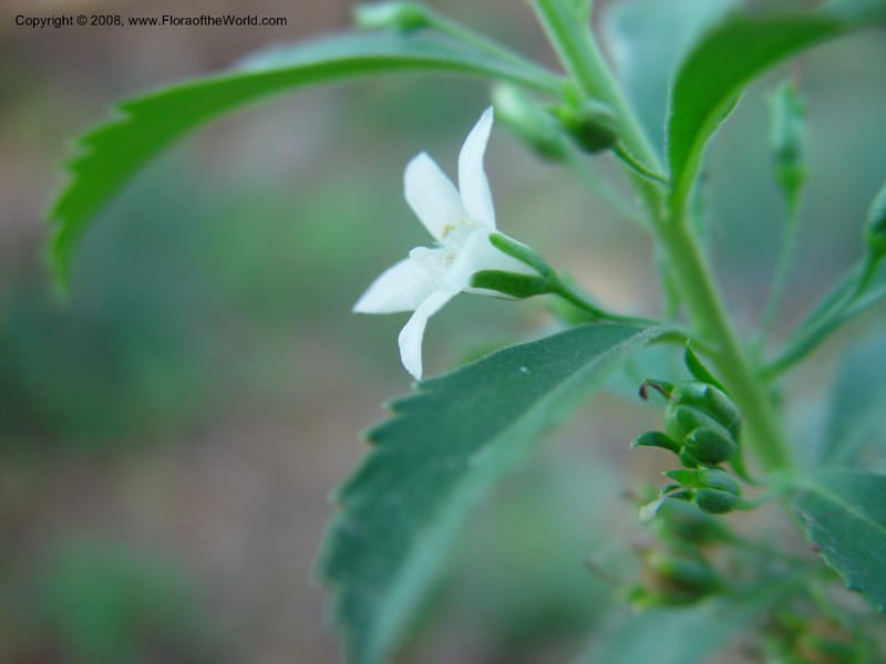 Capraria biflora--Costa Rica. Palo Verde Biol. Station. 31 Mch 03.  044.jpg