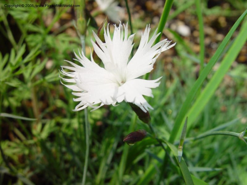 Dianthus petraeus ssp. noeanus--France. Paris. Jardin des Plantes. 30 May 03. 112.jpg