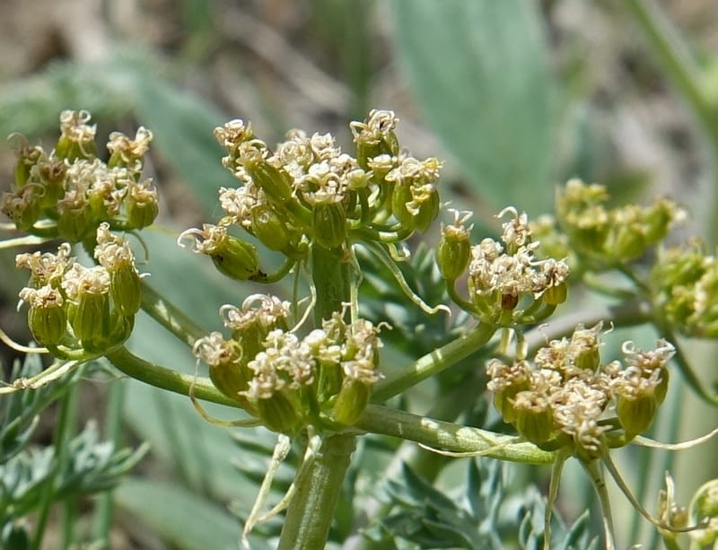 Cymopterus glaucus, C. Davidson 13559--ID. Blaine Co. Rock Creek Preserve. TNC. 14 May 2017. DSC00477 (32).JPG