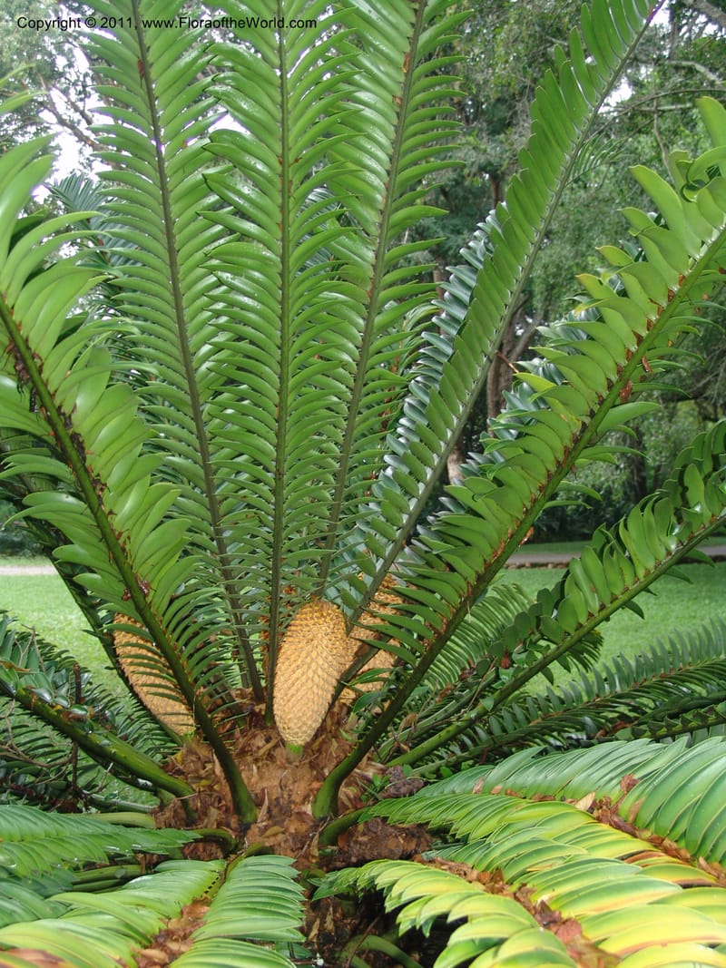 Encephalartos natalensis--So.Africa. Lowveld Nat. Bot. Gard. 14 Mch 05. 020.jpg