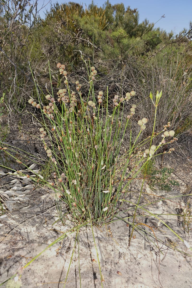 Lepidobolus chaetocephalus, Davidson, C 13414--Australia. Kingia locality. 23 Oct 2016. DSC04566 (175).JPG