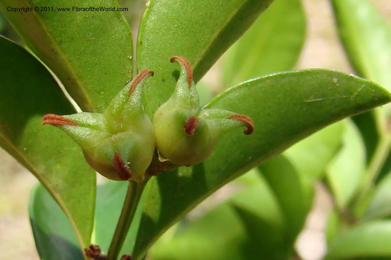 Buxus madagascarica, Razafindraibe 200--Madagascar. Prov. Fianarantsoa. RN 12. 14 Jan 09. 104.jpg