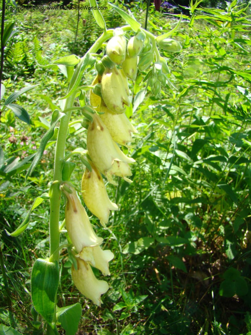 Digitalis grandiflora, CDavidson11255--Slovenia. Gorenska Reg. Velika Planina. 6 Jul 08. 153.jpg