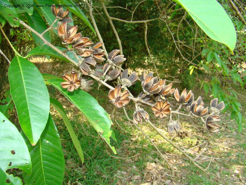 Lagerstroemia--Thailand. Queen Sirikit Arboretum, ca Khon Kaen. 11 Mch 08. 138.jpg