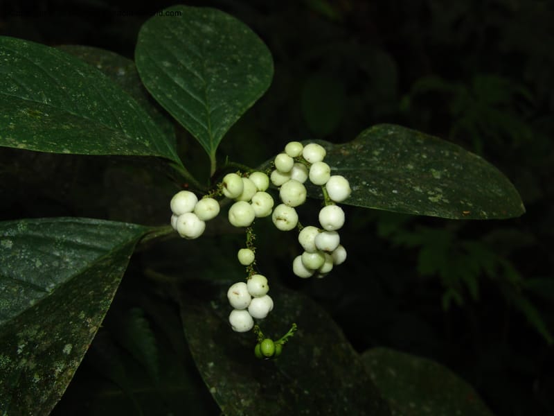 Tournefortia, Croat94425--Ecuador. Prov. Pichincha. Res. Guaycuyacu. 10 Feb 05. 192.jpg