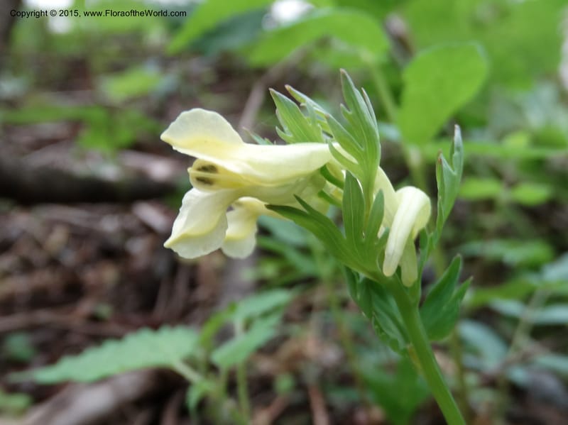 Corydalis, Not collected--China. Sichuan. ShaShiDuo. 8 May 2014. DSC04232 (130).JPG