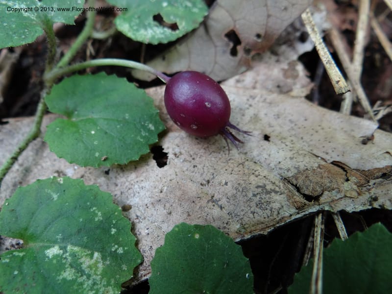 Pratia nummularia, VC 5481--Thailand. Chiang Mai Prov. Doi Suthep Pui Nat. Park. 7 Nov 2012. DSC07362 (203).JPG