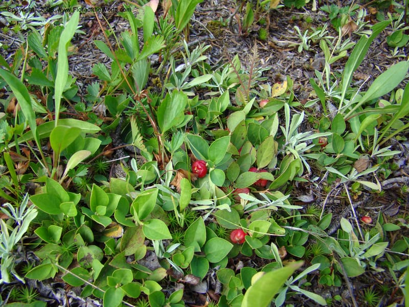 Gaultheria humifusa, CDavidson11280--ID. Idaho Co. Granite Lake. 25 Aug 08. 049.jpg