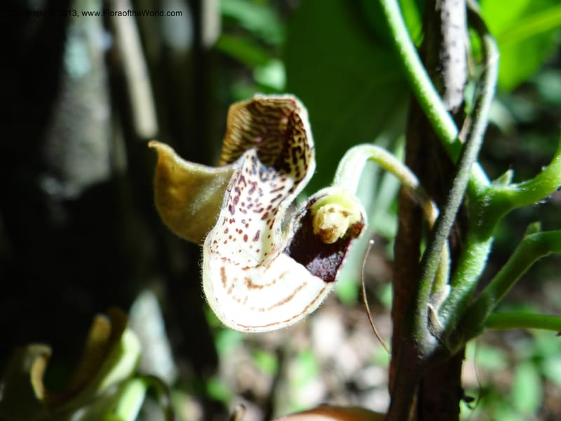 Aristolochia, Li Pan 1205292--China. Zhejiang Prov. Tian Mu Shan. 29 May 2012. DSC00348 (156).JPG