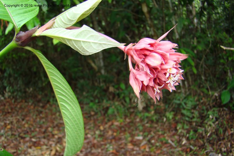 Psychotria, Vasquez 34809--Peru. Loreto. Dist. Nauta. Miraflores, Rio Tigre. 10 Nov 08. 485.jpg