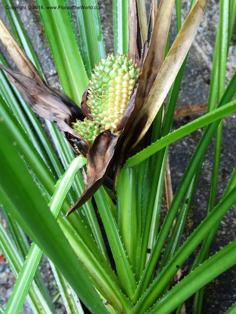 Pandanus borneensis, Callmander, M 1186--Sabah. G. Silam. 1 Oct 2014. DSC00937 (188).JPG