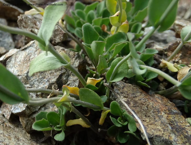 Noccaea fendleri, Davidson, C 12589--ID. Idaho Co. Seven Devils Camp Ground. 15 Jul 2014. DSC00113 (60).JPG