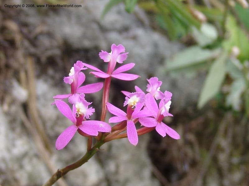 Epidendrum secundum--Peru. Edo. Cuzco. Machu Picchu. 27 Oct 05. 289.jpg