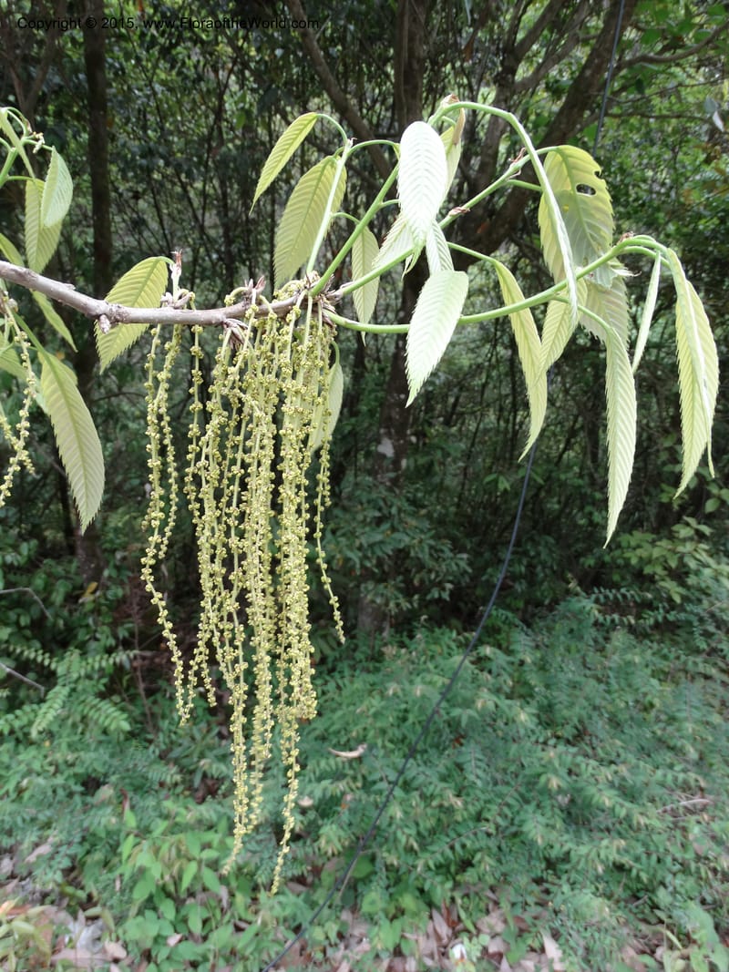 Quercus, Boufford, D 43691--China. Sichuan. LongDongZhen on Rd. to LeiYuan Shan. 13 May 2014. DSC05860 (120).JPG