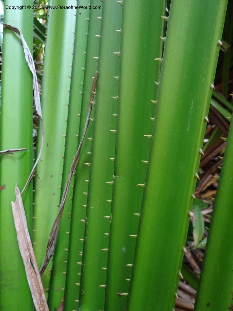 Pandanus kamiae, Callmander 1016--Malaysia, Sarawak. Bako Nat. Park. Lintang Trail. 30 Mar 2012.  NDSC06186 (150).JPG