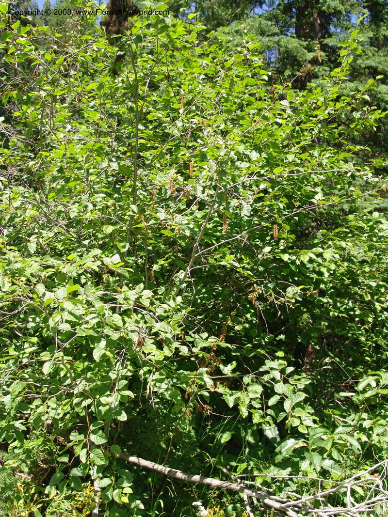 Alnus viridis ssp sinuata--ID. Valley Co. Sylvan Beach reservoir and trail. 24 Jul 05. 190.jpg
