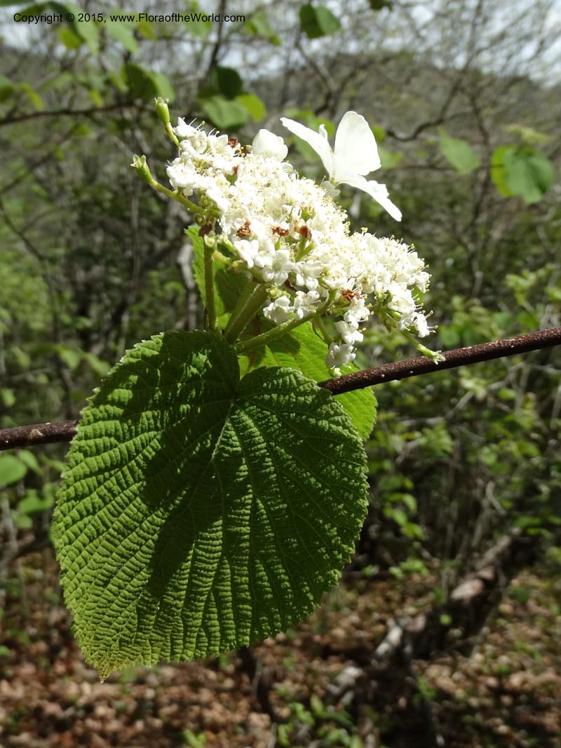 Viburnum lantanoides, Davidson, C 12961--North Carolina. Trans. Co. Beech Gap on BRP. 12 May 2015. DSC04240 (35).JPG