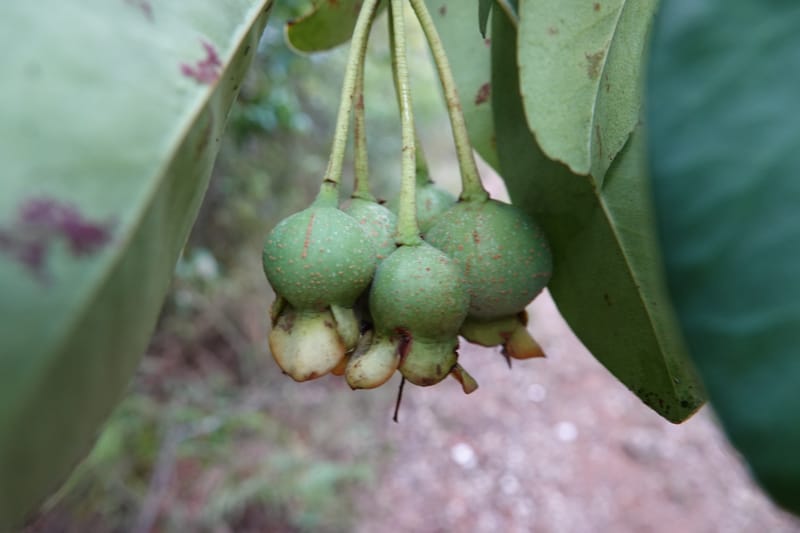 Anneslea fragrans, D. Boufford 33132--China. Yunnan. Meizi Lake Park. 3 May 2018. DSC01424 (300).JPG