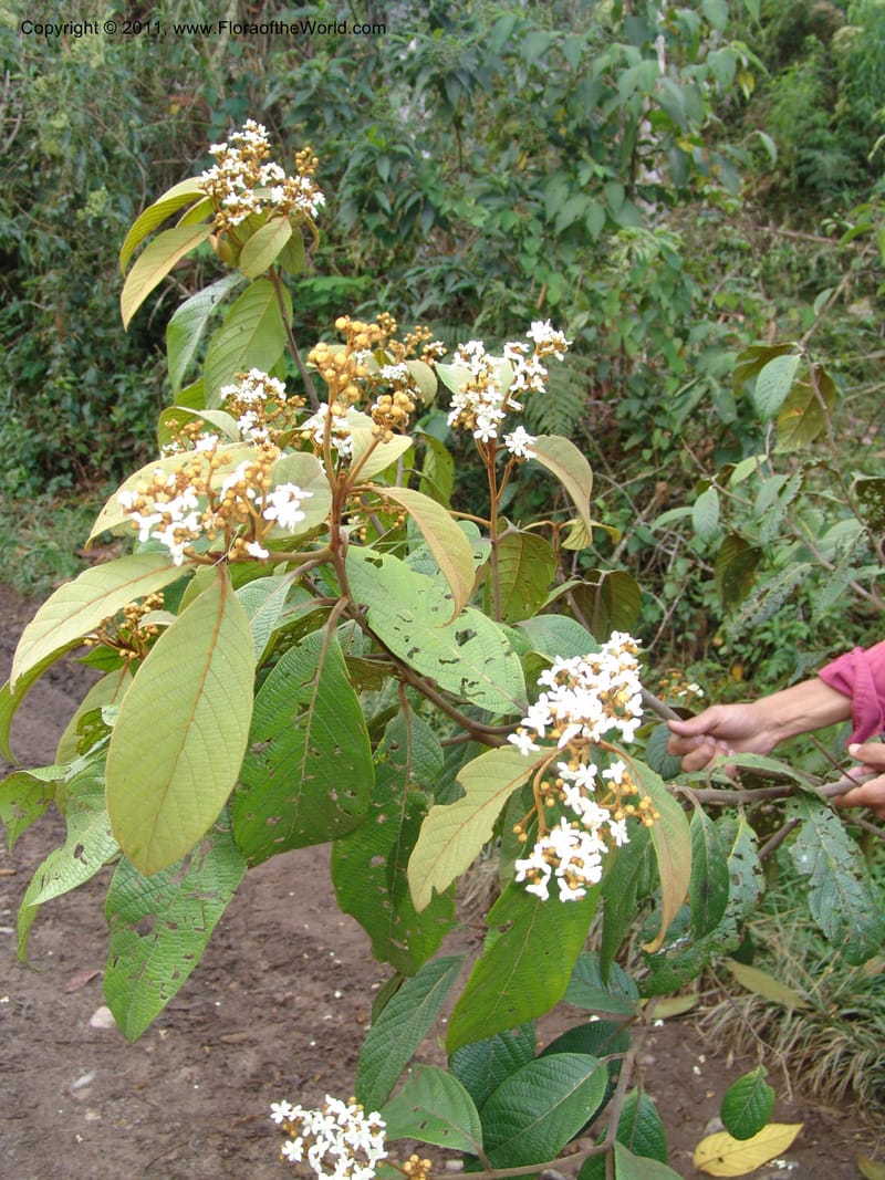 Nectandra, Vasquez31455--Peru. Prov. Oxa. Parq. Nac. Yanachaga Chemillen. 12 Oct 06. 066.jpg