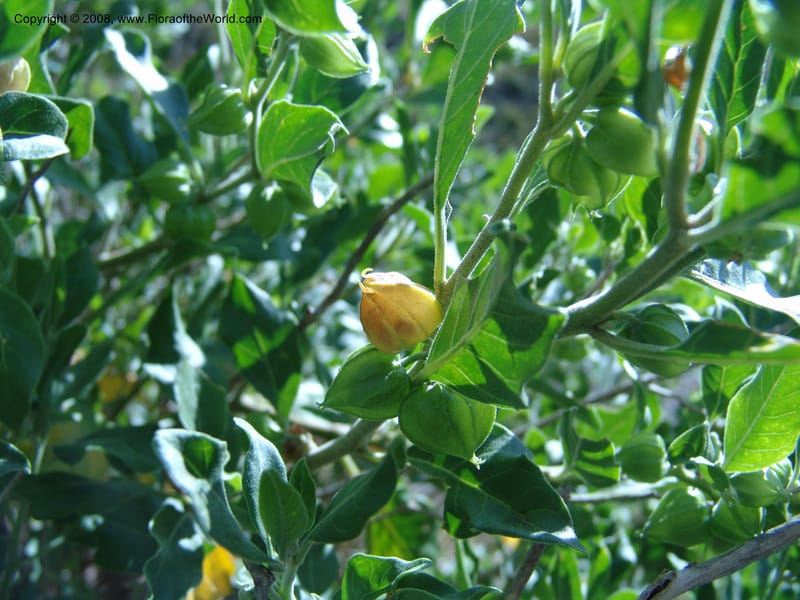 Withania somnifera--So.Africa. E. Cape. R58 SE of Lady Grey. 10 Mch 05. 014.jpg