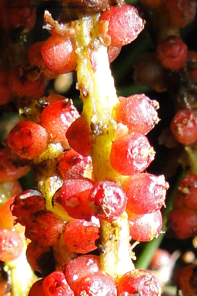 Gunnera brephogea, Ulloa 2180--Ecuador. Pichincha. Reserva Yanacocha. 11 Jun 2011. 311 (41).jpg