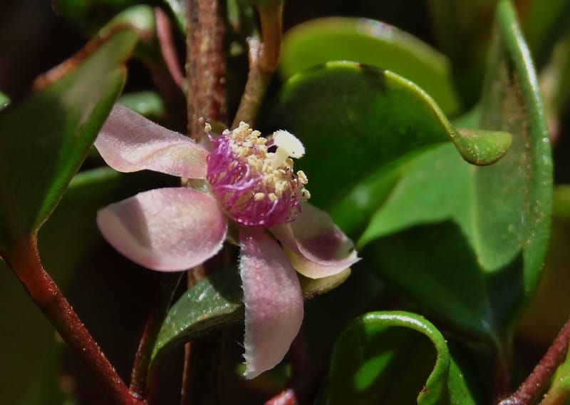 Archirhodomyrtus, Callmander, M 1272--New Caledonia. PinPin. 20 Nov 2015. DSC03938 (251).JPG