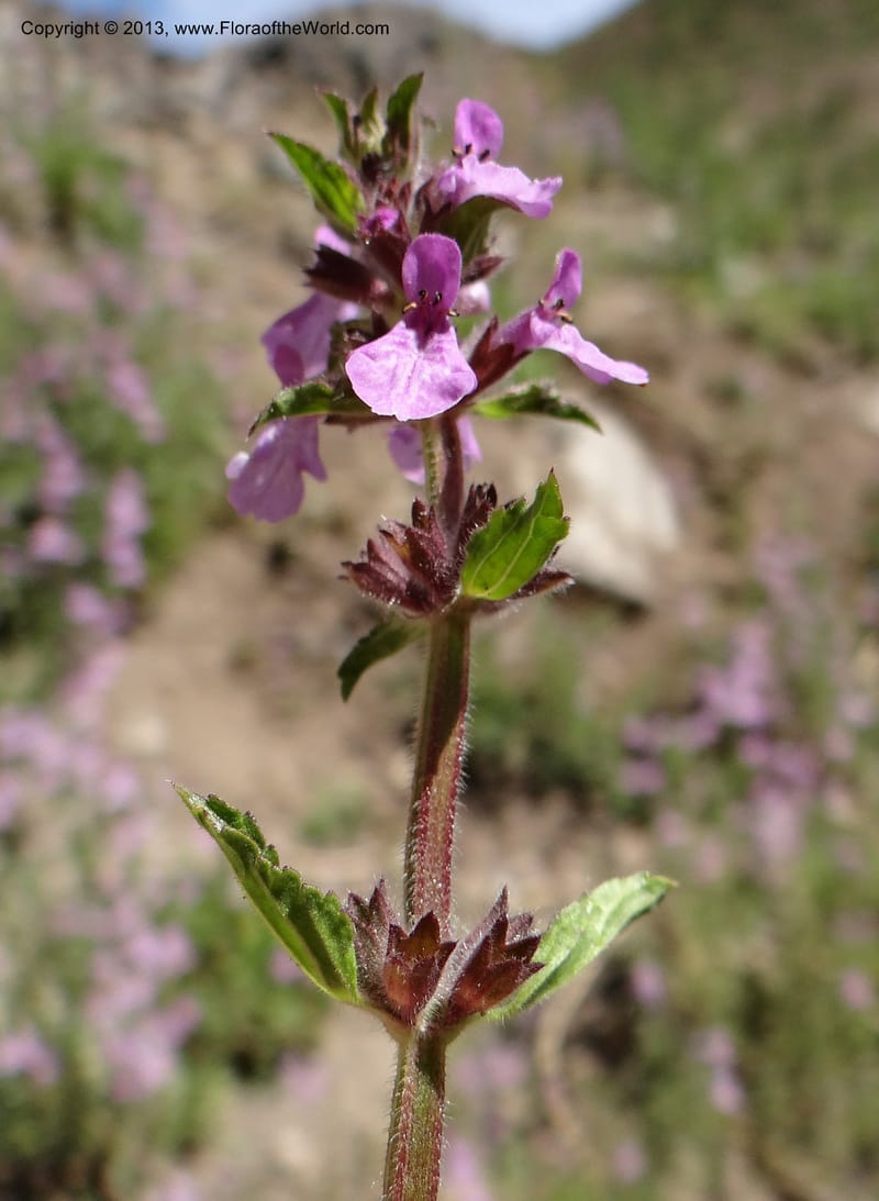 Stachys grandidentata, W. D. Stevens 34186--Chile, La Laguna Maule, 22 Feb 2013 9561 (7).JPG
