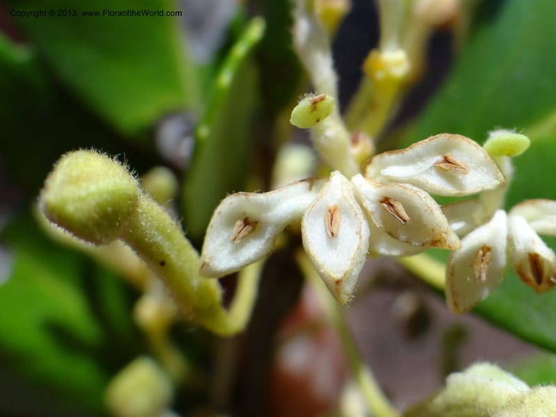 Lomatia dentata, W. D. Stevens 34157--Chile, PN Siete Tazas. 21 Feb 2013  99284 (24).JPG