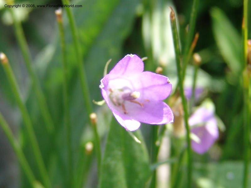 Campanula parryi, CDavidson10982--ID. Idaho Co. Rocky slope S. of Josephine Lake.  25 Jul 06. 138.jpg