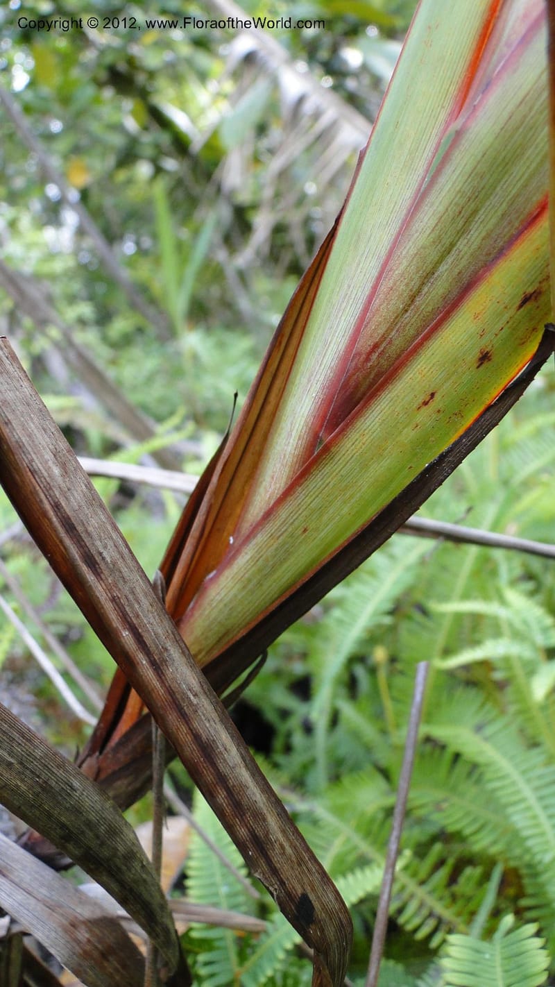 Dianella ensifolia, A. Ramahefaharivelo 168--Madagascar. Ambolotara. Ambodini, Vatovavy. 3 May 2010 177 (63).jpg